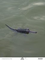 تمساح کنترلی Crocodile control